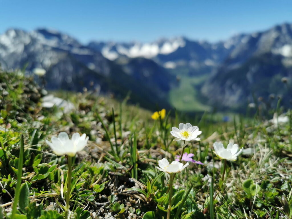 Die Plumsjoch Wanderungen sind schön - hier der Überblick