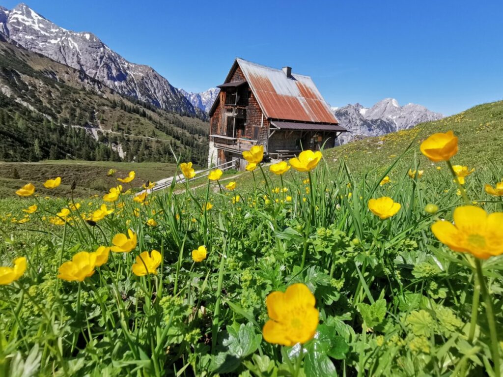 So schön habe ich die Plumsjochhütte mit dem Blumen im Frühsommer erlebt