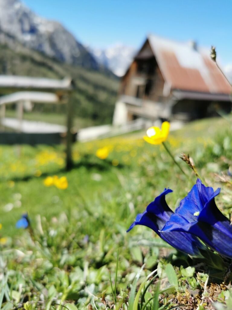 Im Mai und Juni blüht es rund um die Hütte: Besonders schön finde ich den blauen Enzian