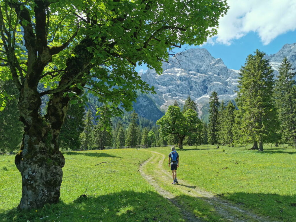 Über den Almboden wandern, mit Blick auf die Östliche Karwendelspitze