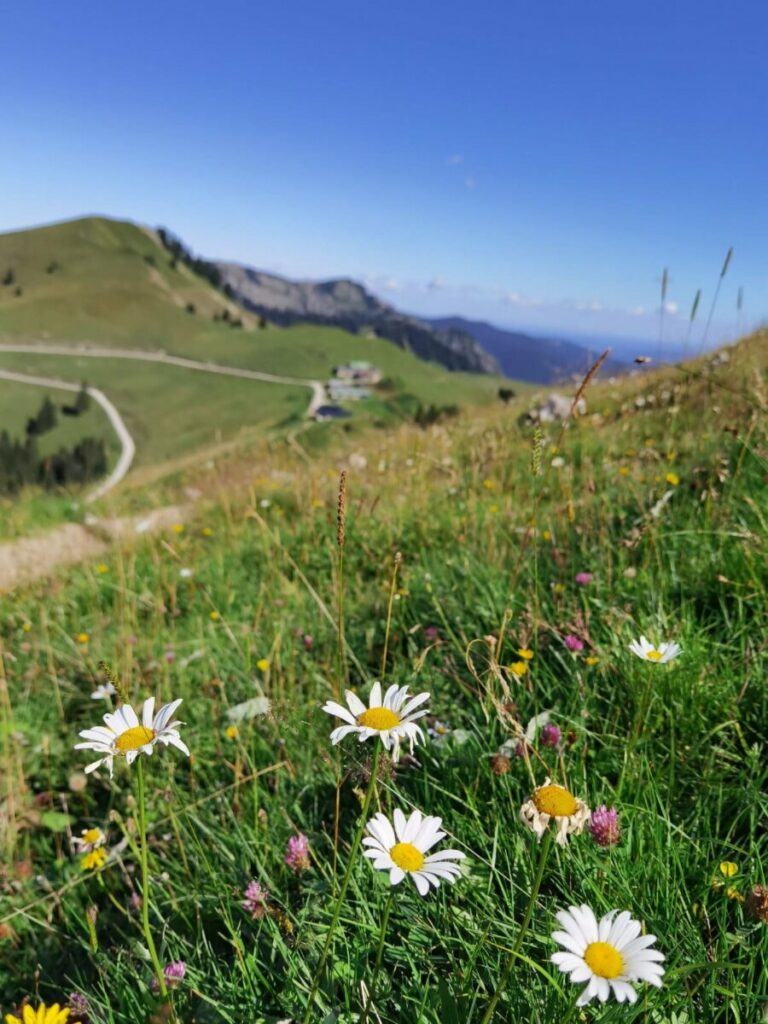 Über die Almwiese um den Roßstein Richtung Tegernseer Hütte wandern