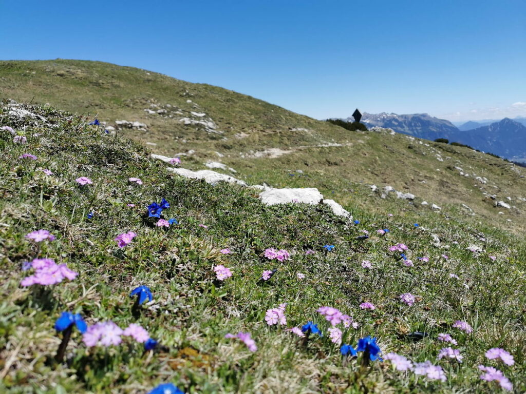 Die Blumenwiese oberhalb vom Plumsjoch - mit dem Sattelkreuz und den Spitzen des Rofangebirge