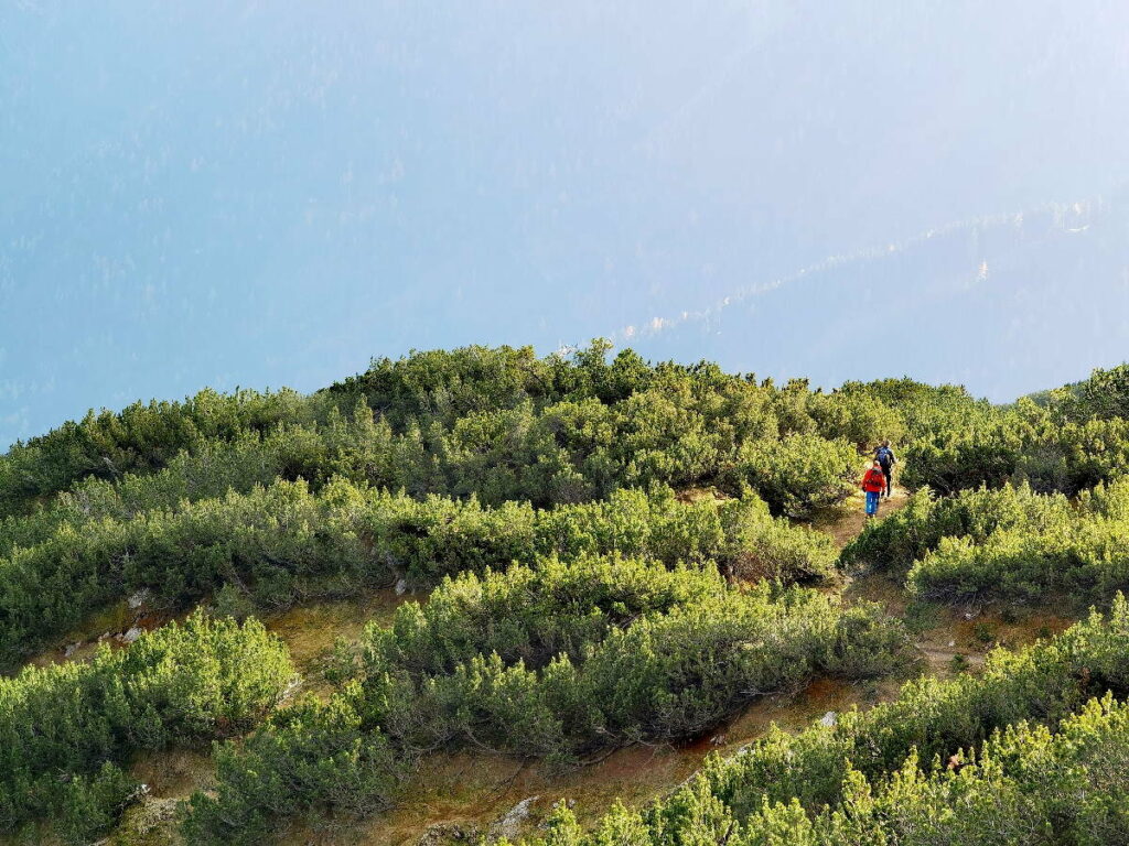 Dafür geht es nun durch sehr viele Latschen weiter auf die Seebergspitze. Schau mal wie klein die Wanderer im Bild sind! 