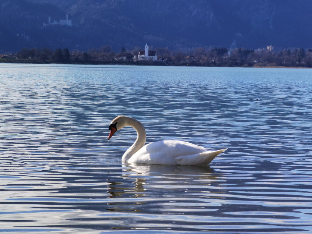 schöne Seen in Deutschland - Blick über den Forggensee auf Schloss Neuschwanstein