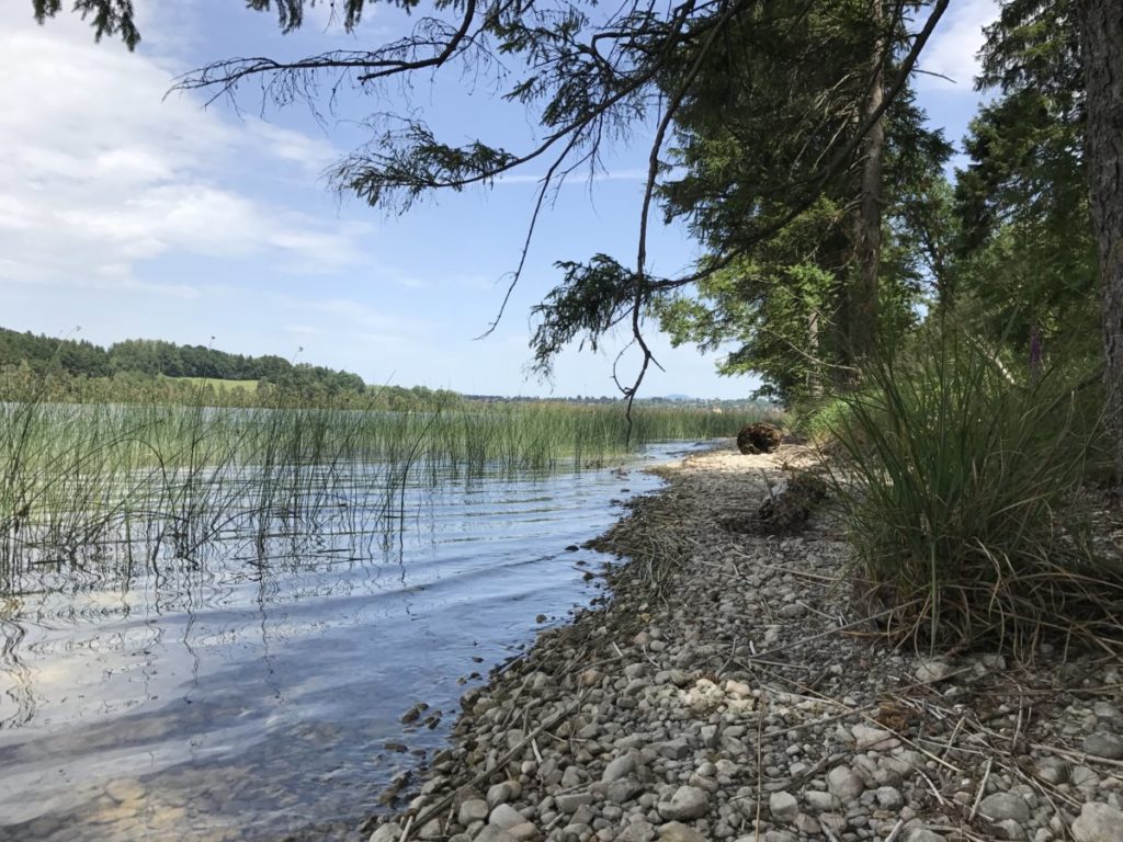 Im Staffelsee baden am Naturbadestrand