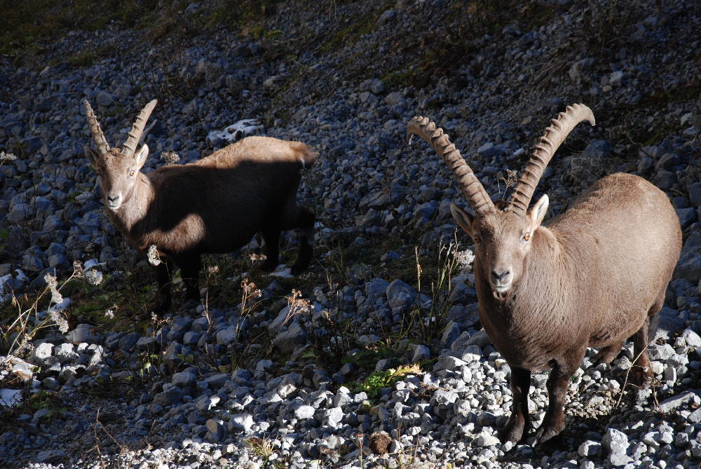 Steinböcke am Sonnjoch