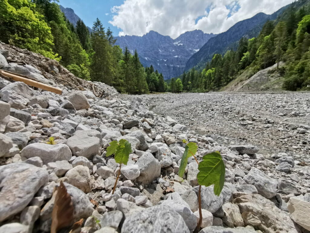 Im Tortal treiben die jungen Ahorne zwischen den Steinen im Kiesbett