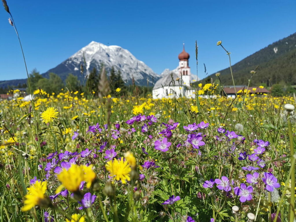 Frühling in der Leutasch: Wenn die Blumen am Wettersteingebirge blühen