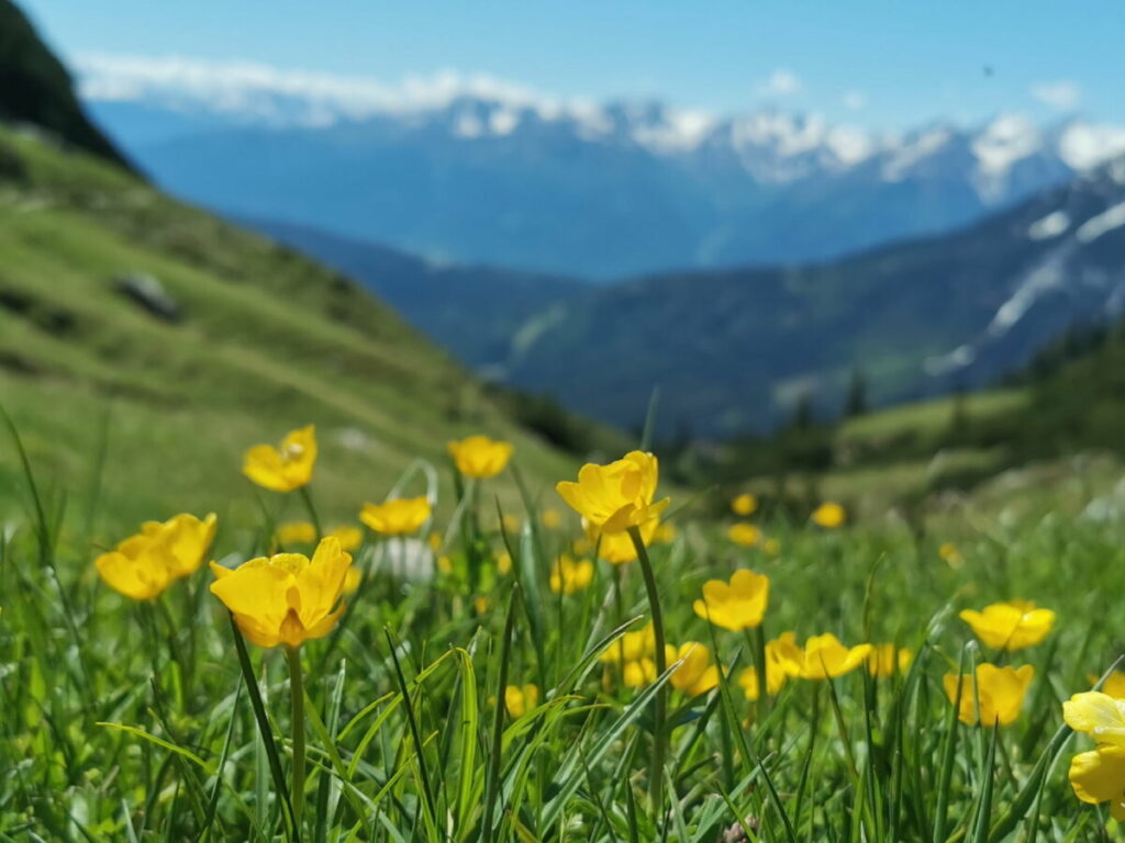 Der Blick über die Almwiesen in Richtung Stubaier Alpen