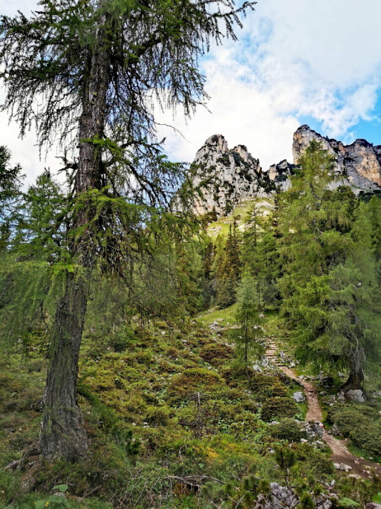 Durch den Zauberwald zur Dalfazalm wandern