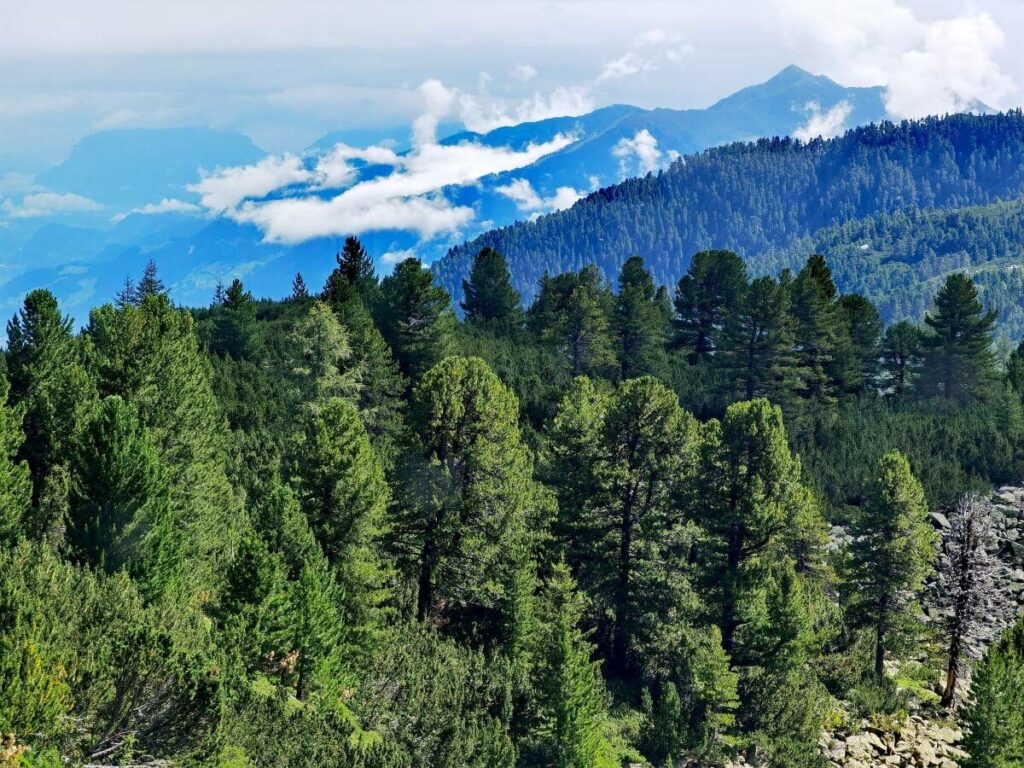 Zirbenweg Innsbruck - Hall in Tirol: Charakterisiert durch den dichten Zirbenwald und die Panoramasicht auf das Karwendel