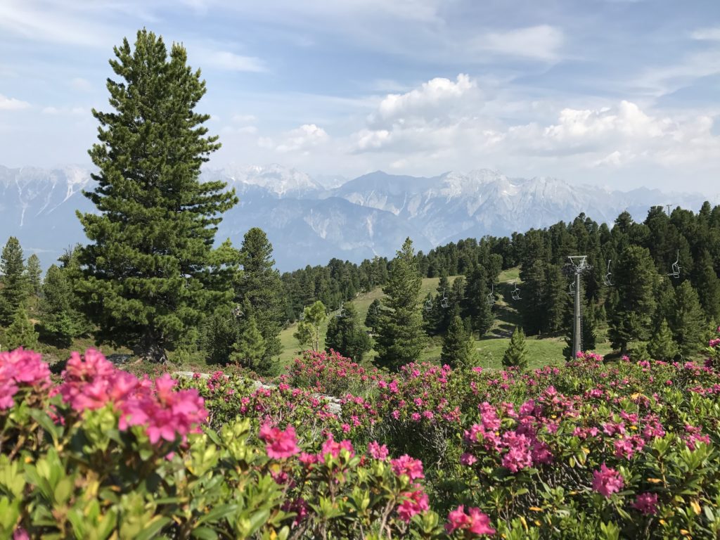 Durch ein Meer aus Almrosen im Juni auf dem Zirbenweg wandern