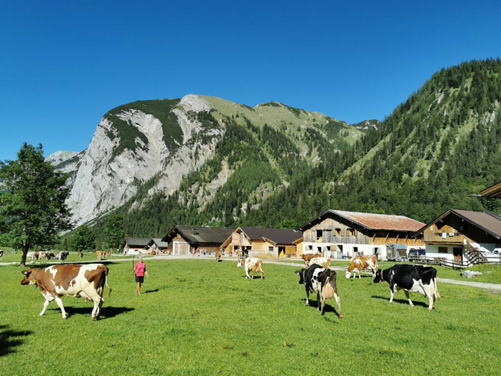 Im Juni kommen die Kühe in die Eng - hier verbringen sie den Sommer im Karwendel